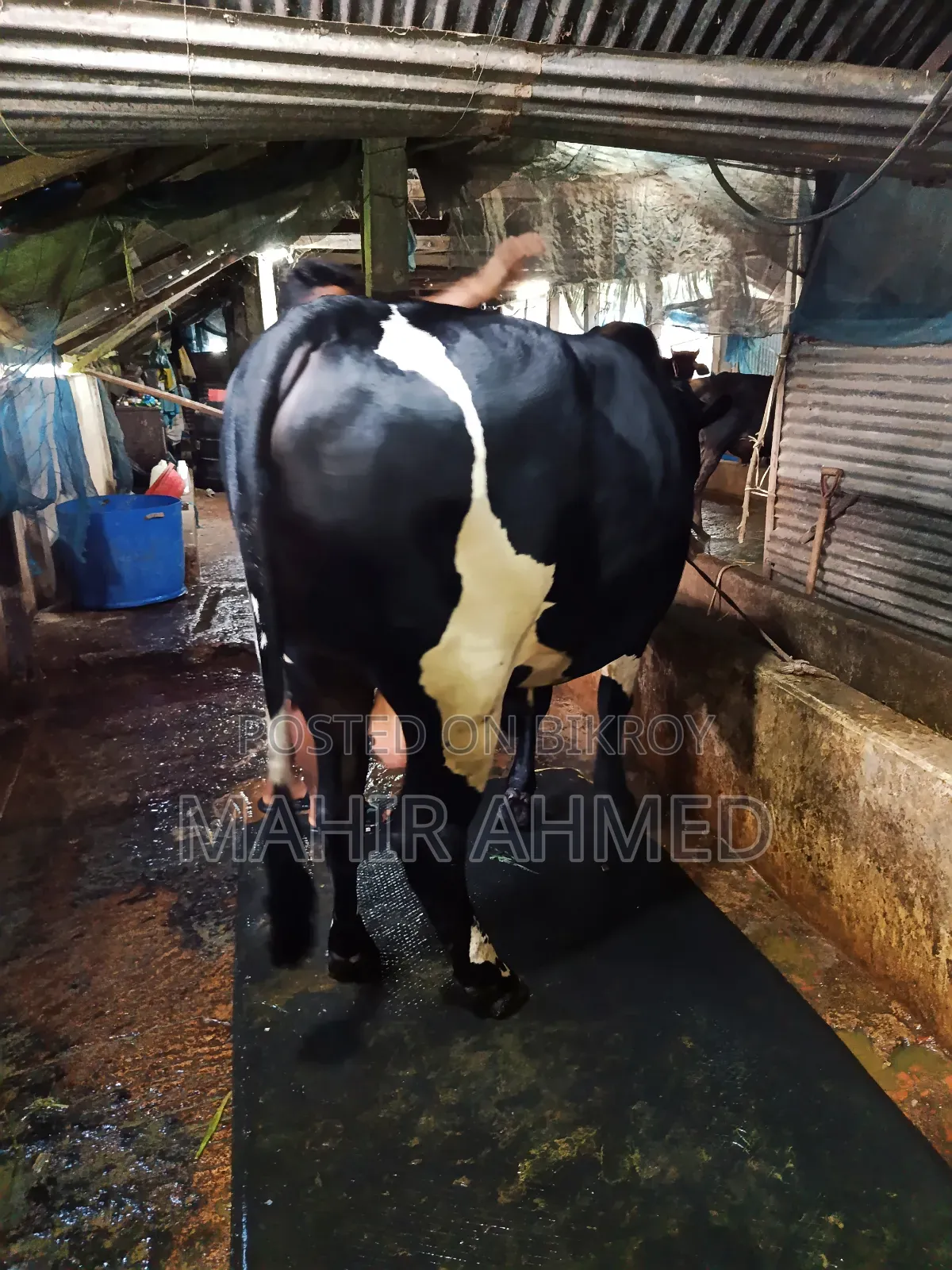Cowbull Sell