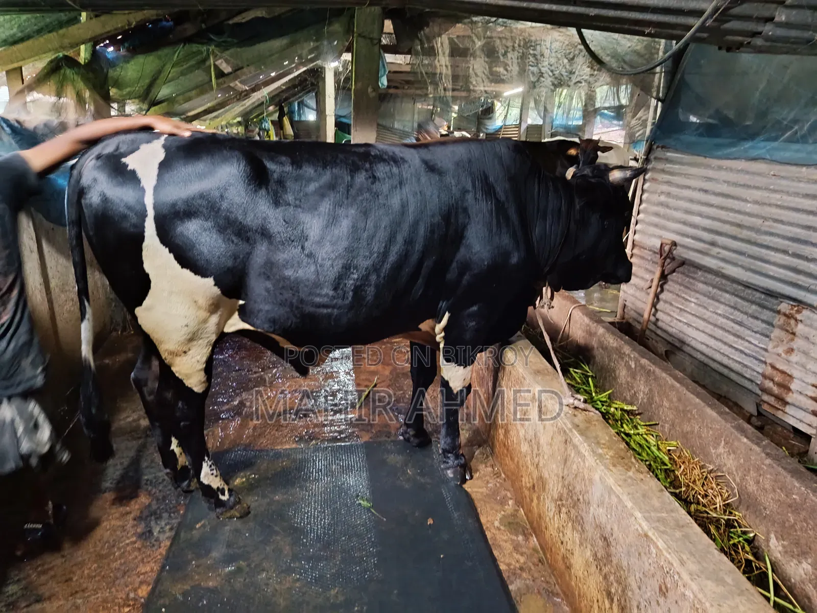 Cowbull Sell