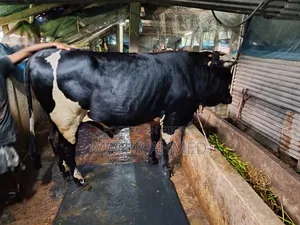 Cowbull Sell
