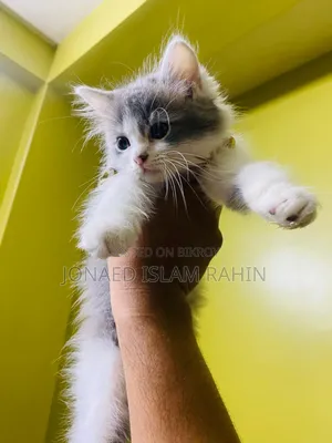 1-3 Months Male Purebred Persian