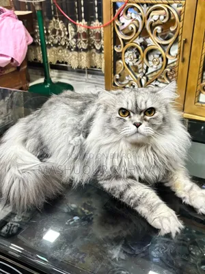 1+ Year Male Purebred Persian