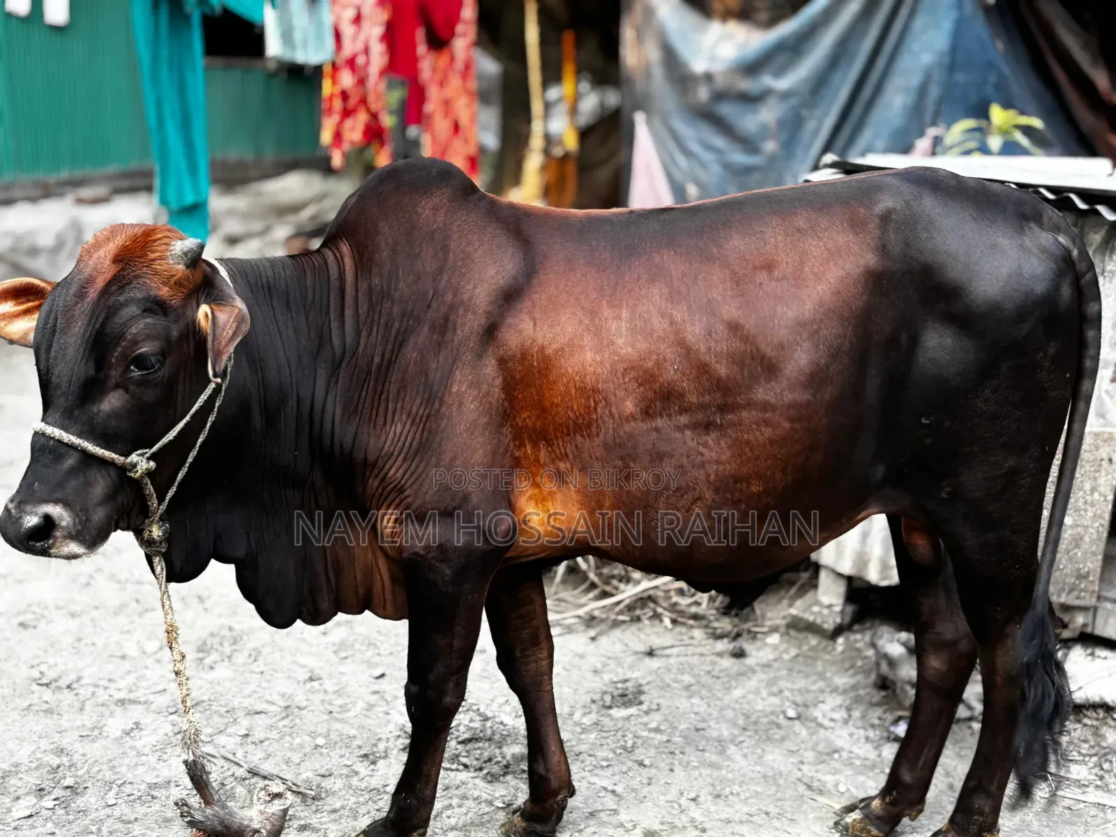 আমার শখের পালিত ২টি ষাঁড় গরু বিক্রি করবো।