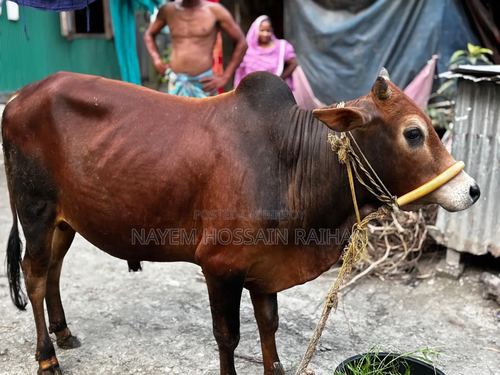 আমার শখের পালিত ২টি ষাঁড় গরু বিক্রি করবো।