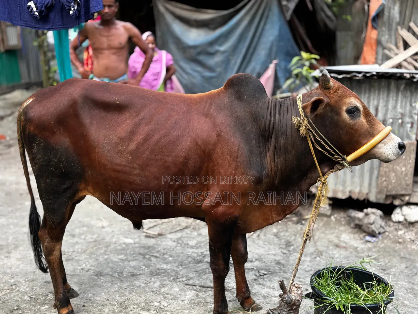 আমার শখের পালিত ২টি ষাঁড় গরু বিক্রি করবো।