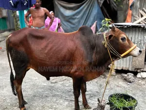 আমার শখের পালিত ২টি ষাঁড় গরু বিক্রি করবো।