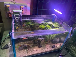 Planted Aquarium
