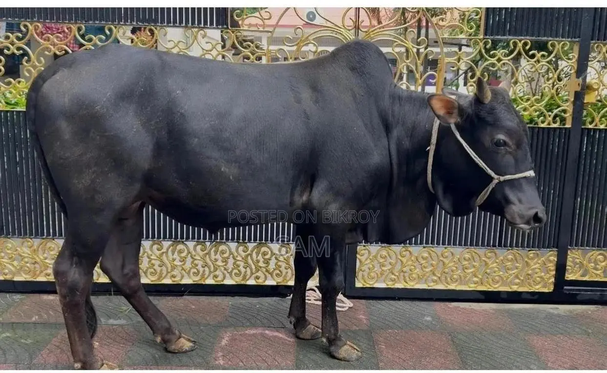 কোরবানি গরু