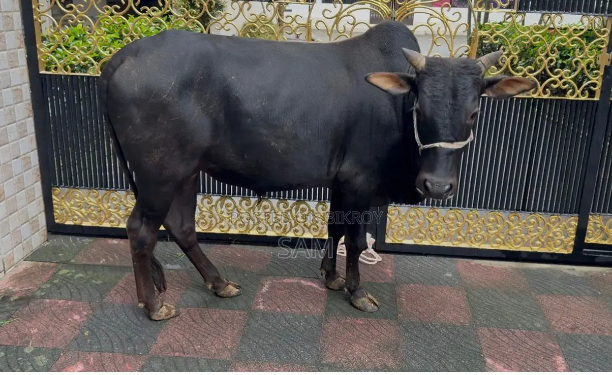 কোরবানি গরু