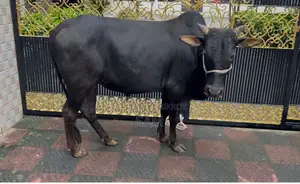 কোরবানি গরু