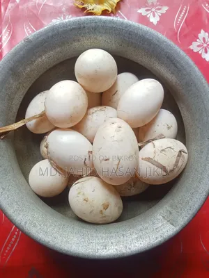 Peking Star-13 Duck Hatching Eggs