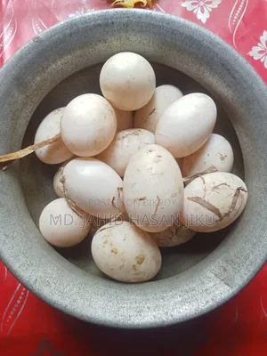 Peking Star-13 Duck Hatching Eggs