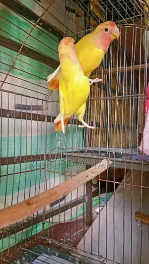 Lovebird Pair