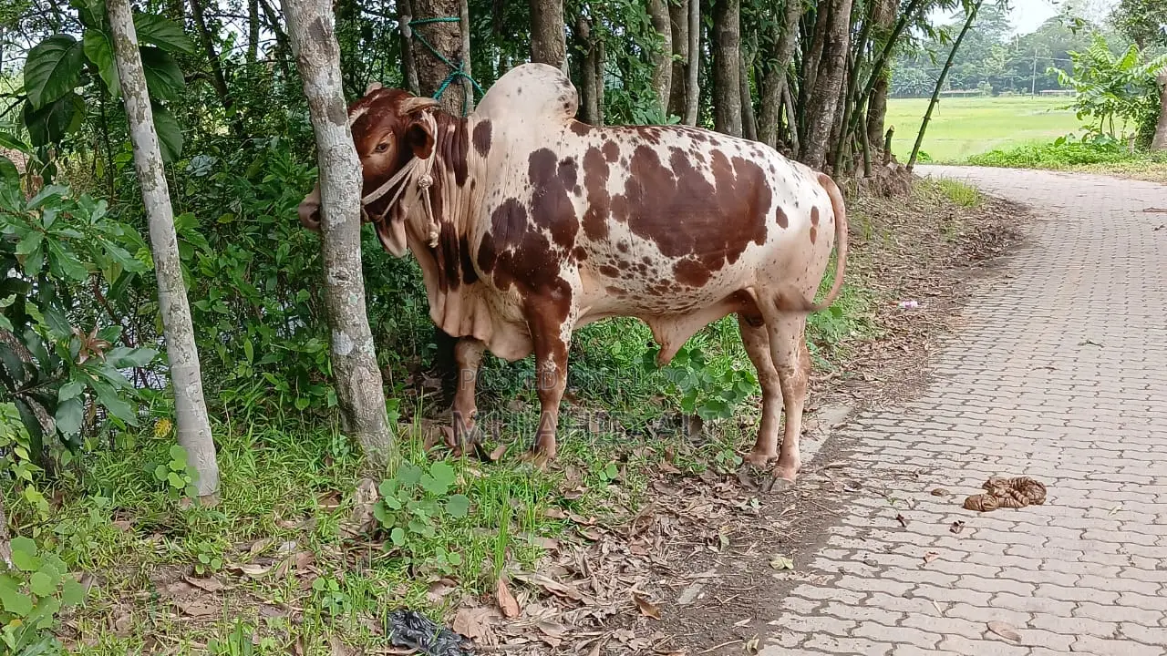 Fighter Bull