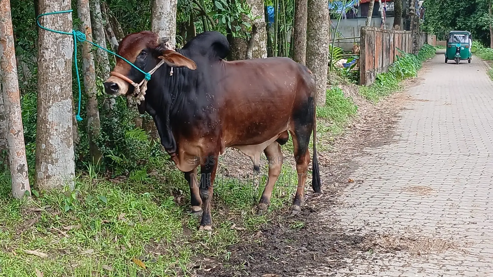 Fighter Bull