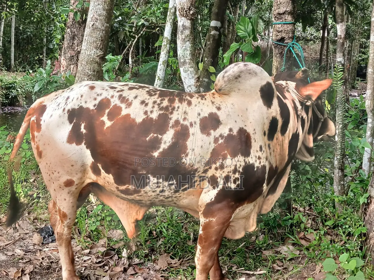 Fighter Bull