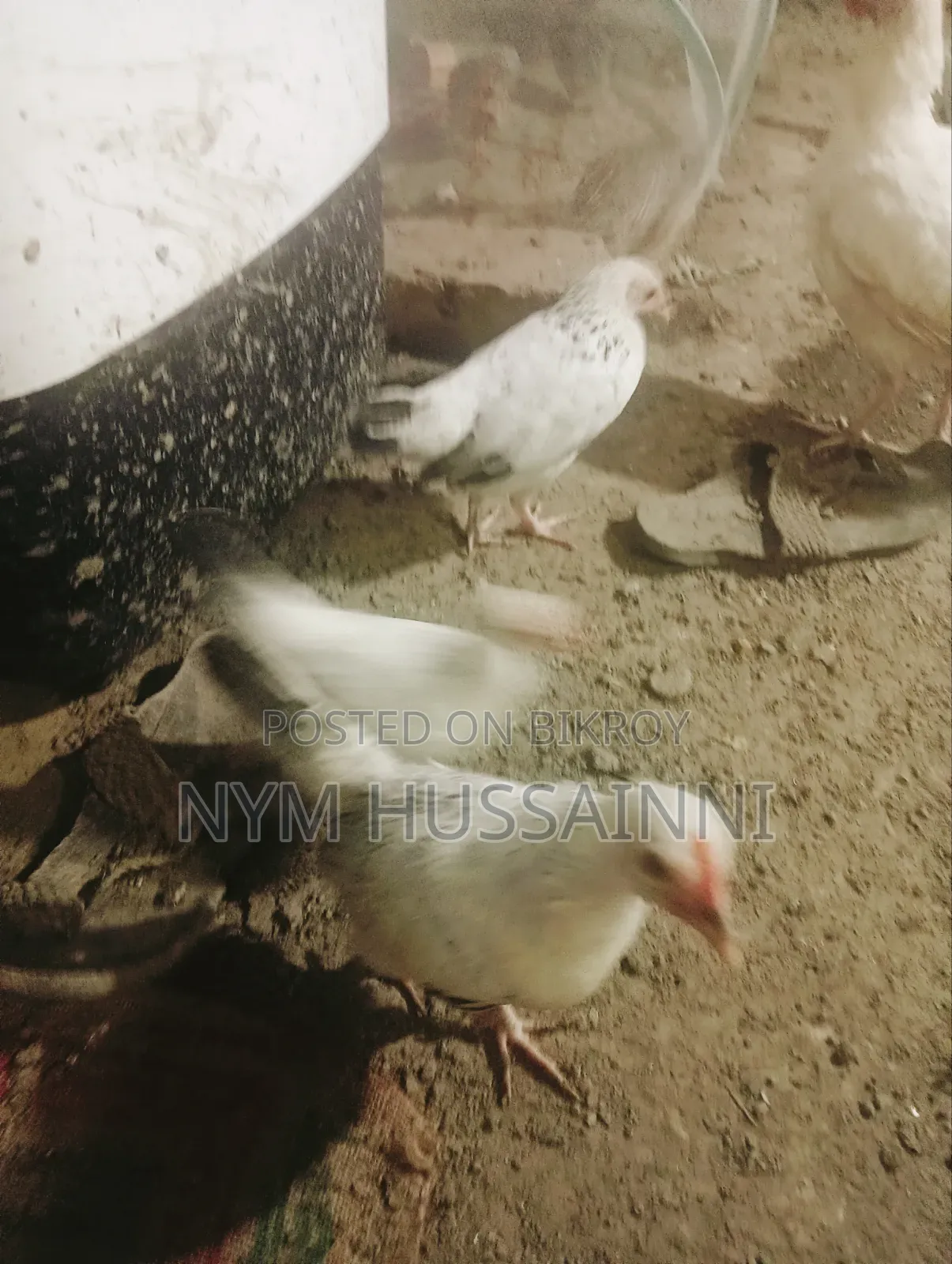Japanese Ventham Murgi