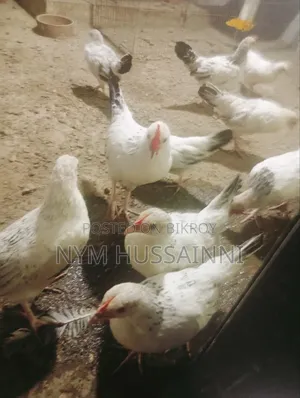Japanese Ventham Murgi