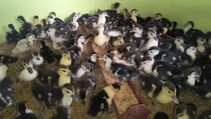 10-day-old Muscovy ducklings for sale
