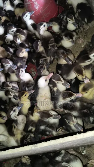 10-day-old Muscovy ducklings for sale