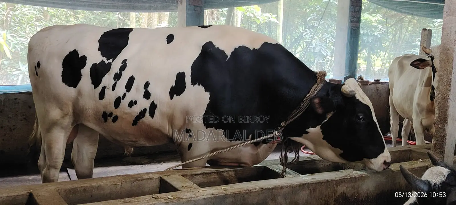বাড়ীতে পালিত গরু বিক্রয়, বয়স- ৩ বছর, ৮৮০ কেজি