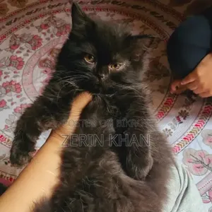 1-3 Months Male Purebred Persian