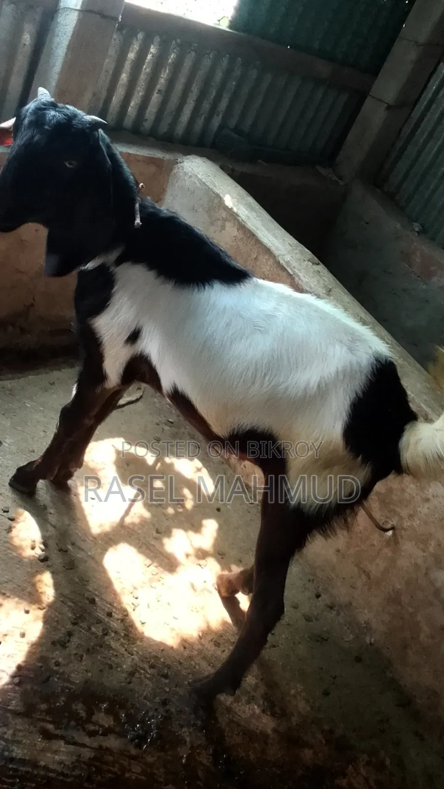 কুরবানির জন্য বিকরি হবে, সাদা দাম ২০০০০ লাল দাম ১৭০০০