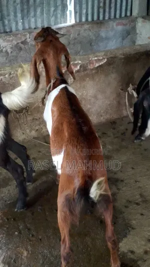 কুরবানির জন্য বিকরি হবে, সাদা দাম ২০০০০ লাল দাম ১৭০০০