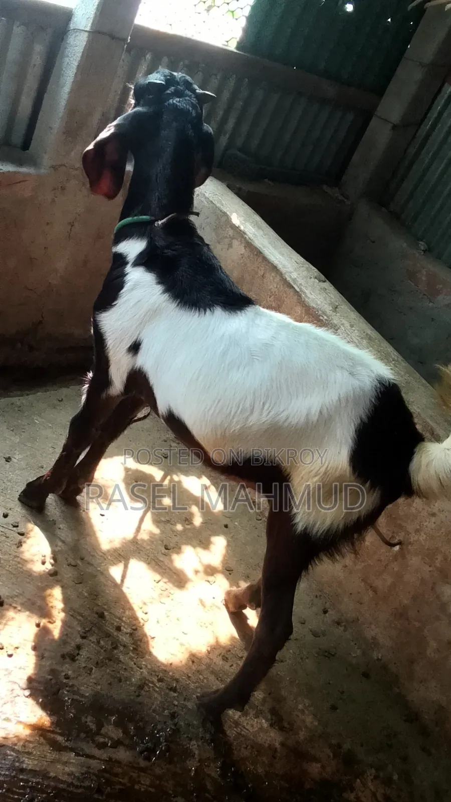 কুরবানির জন্য বিকরি হবে, সাদা দাম ২০০০০ লাল দাম ১৭০০০