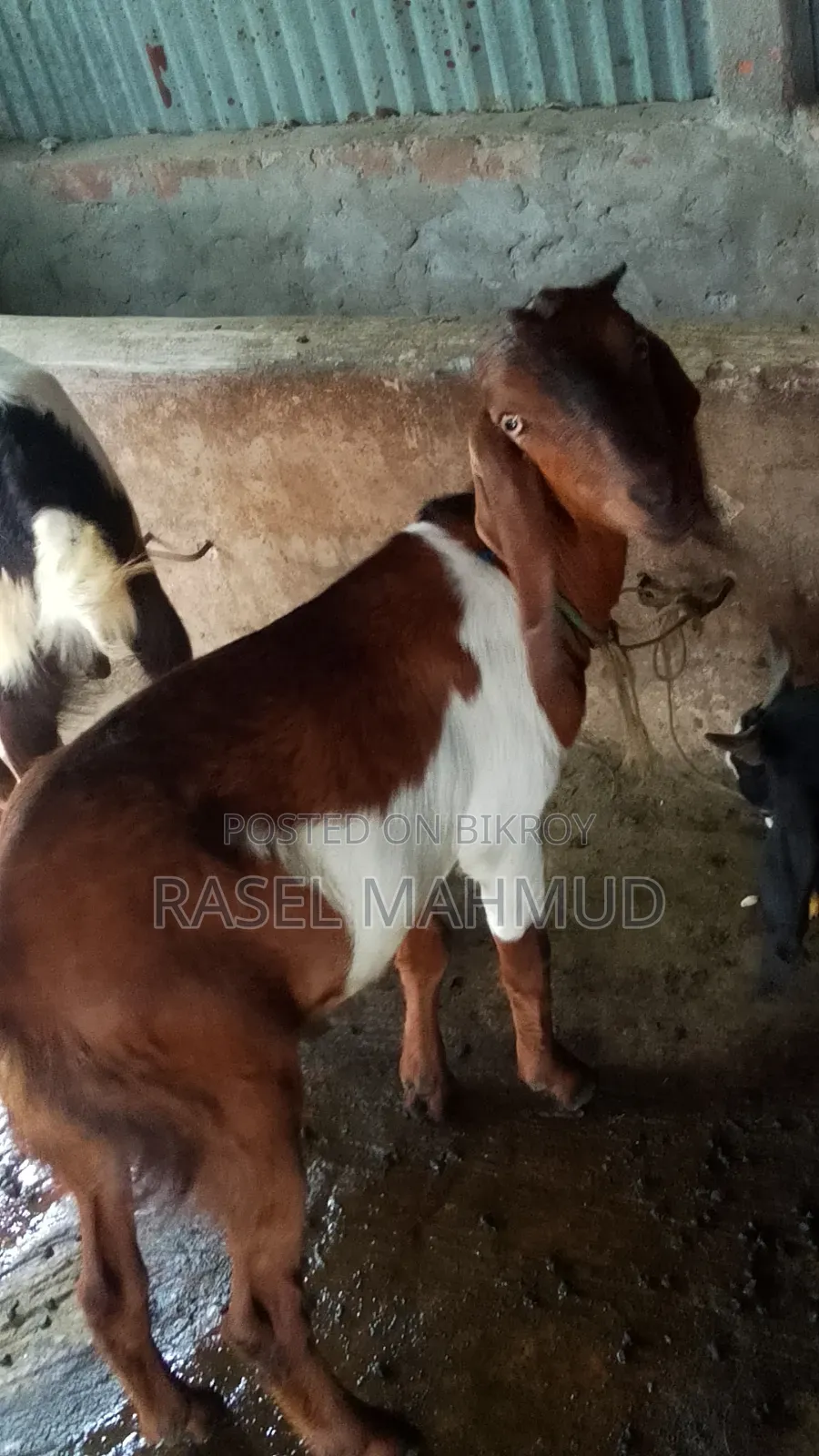 কুরবানির জন্য বিকরি হবে, সাদা দাম ২০০০০ লাল দাম ১৭০০০