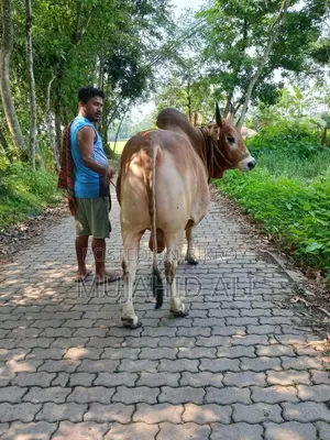 Fighter Bull