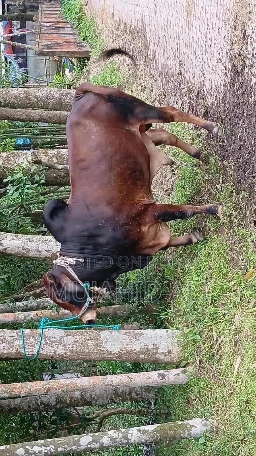 Fighter Bull