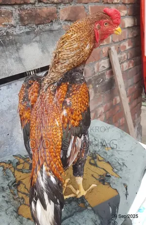 আসিল মোরগ।