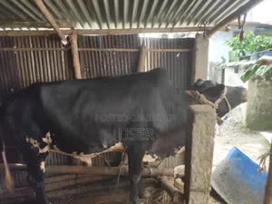 গরুর বিক্রয়