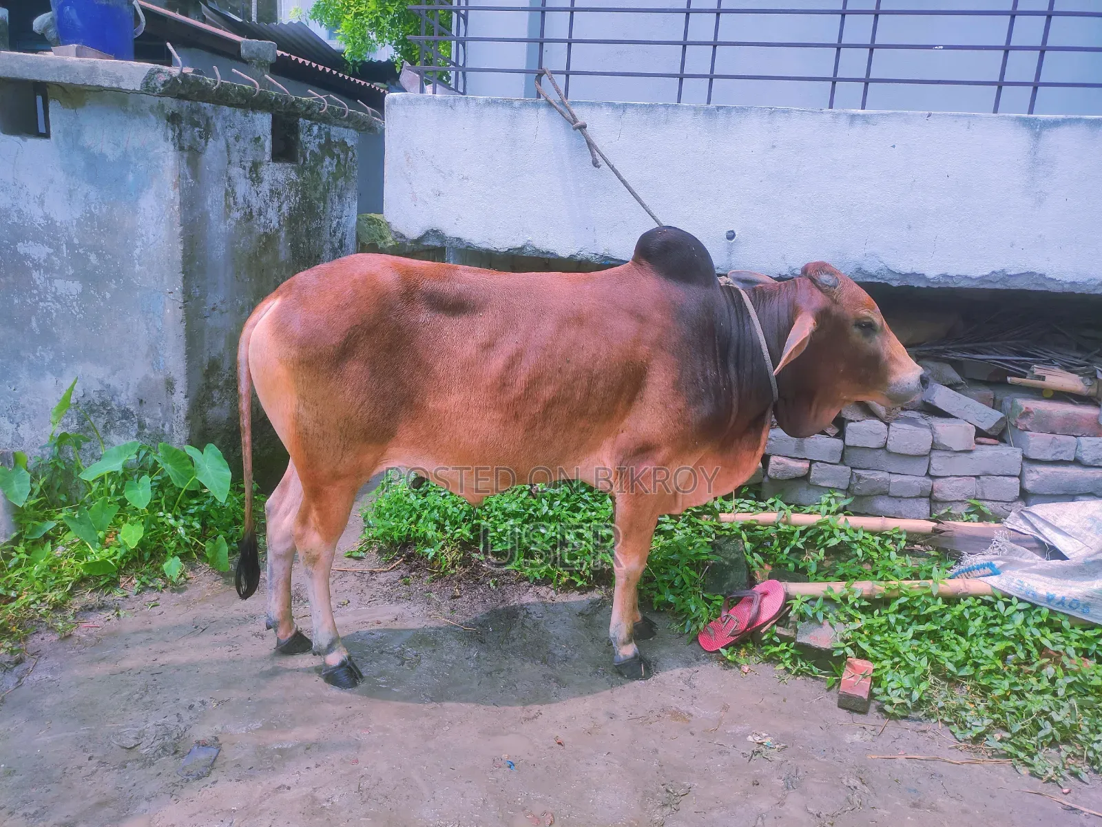 গরুর বিক্রয়