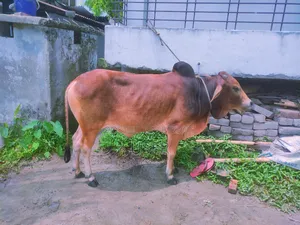 গরুর বিক্রয়