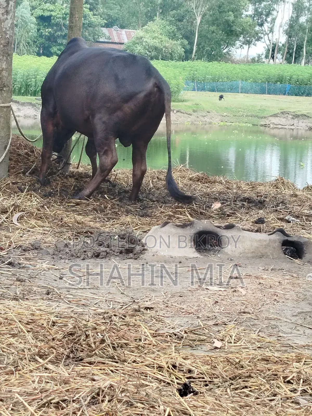 “শাহীওয়াল জাত এর ষাঁড় এর গরু বিক্রয়”