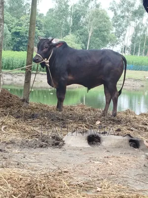 “শাহীওয়াল জাত এর ষাঁড় এর গরু বিক্রয়”