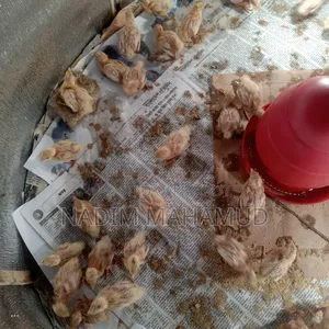 ইউরোপের কোন পাশে বাচ্চা