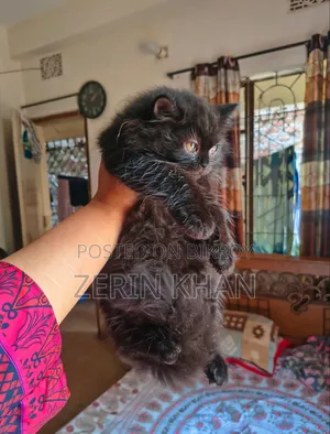 1-3 Months Male Purebred Persian