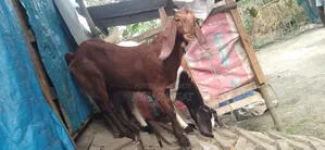 কোরবানির খাসি দুইটা বিক্রি হবে