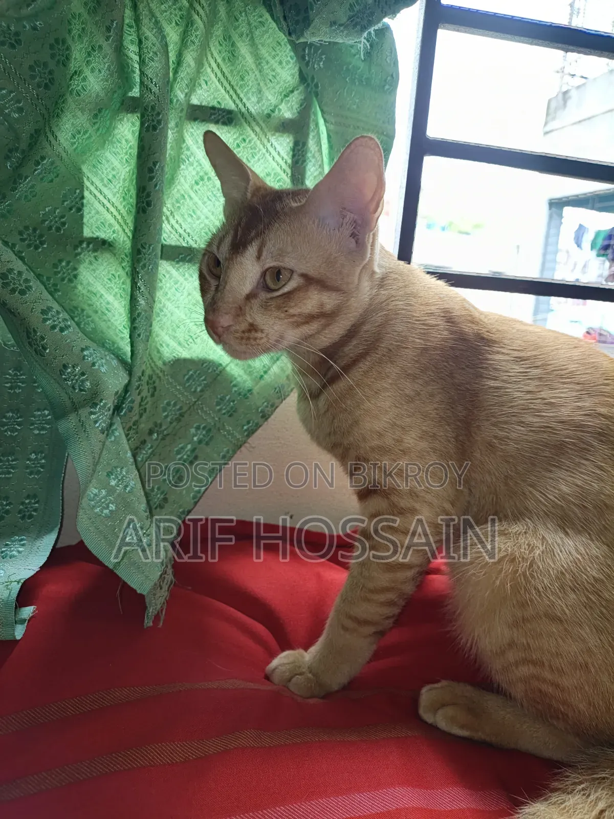 6-12 Months Male Mixed Breed Tabby