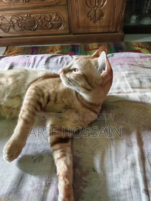 6-12 Months Male Mixed Breed Tabby