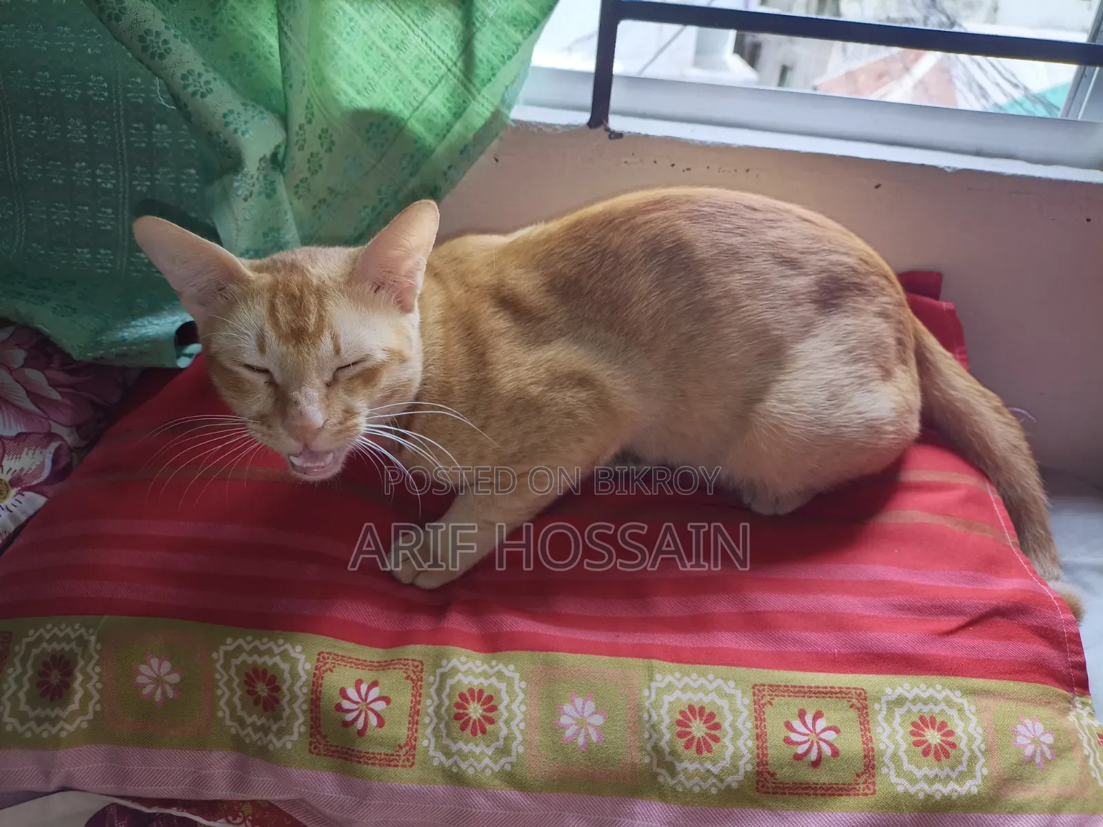 6-12 Months Male Mixed Breed Tabby