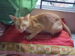 6-12 Months Male Mixed Breed Tabby