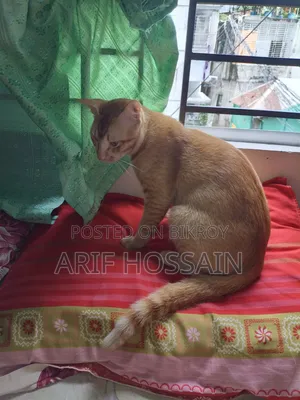 6-12 Months Male Mixed Breed Tabby