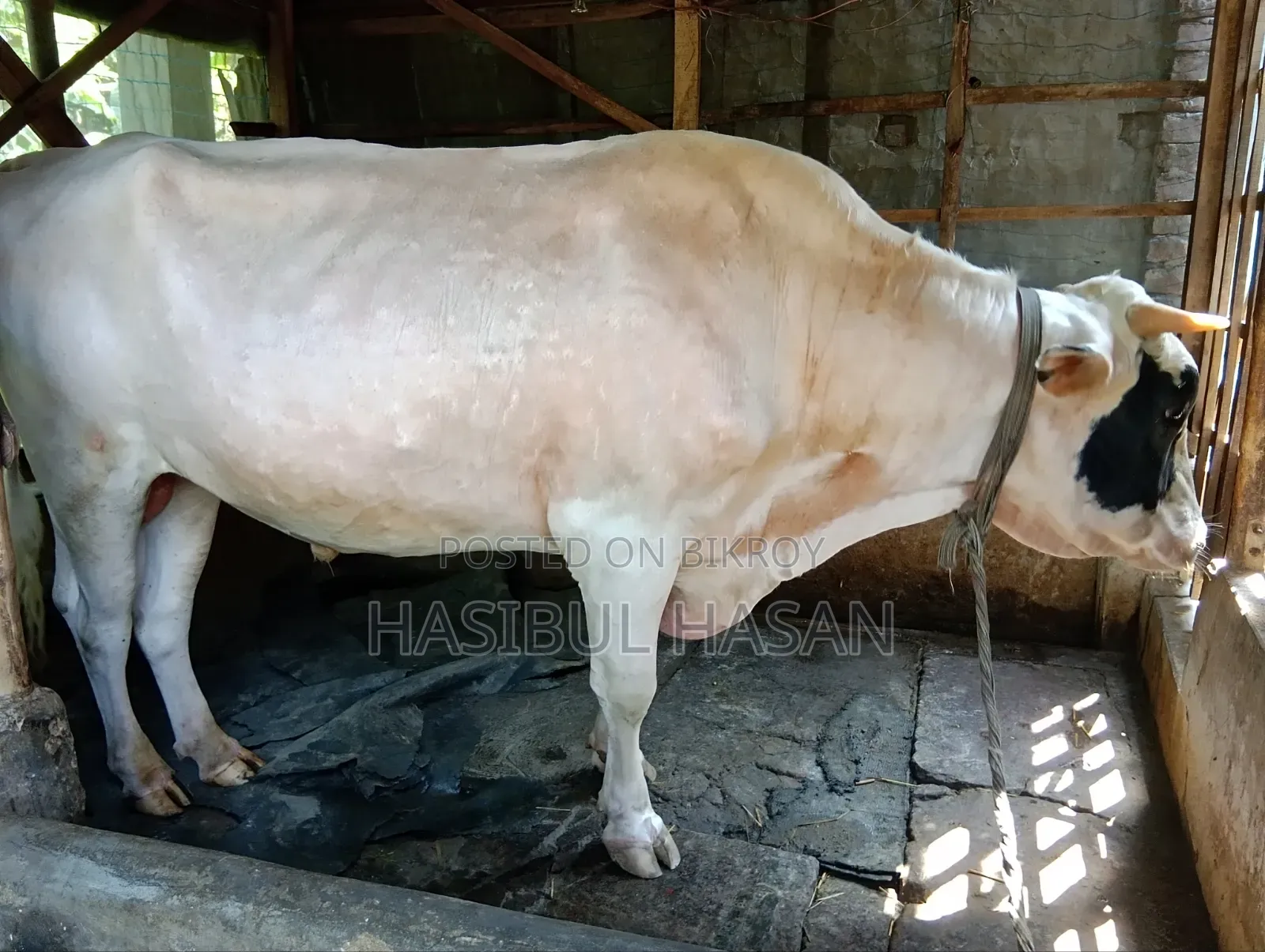 ফ্রীজিয়ান ষাড় গরু