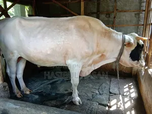 ফ্রীজিয়ান ষাড় গরু