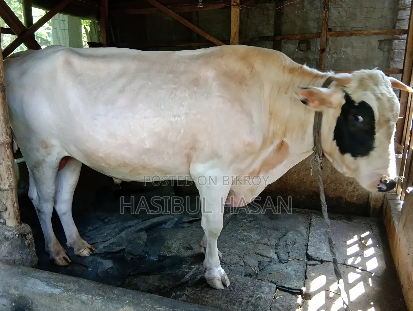 ফ্রীজিয়ান ষাড় গরু