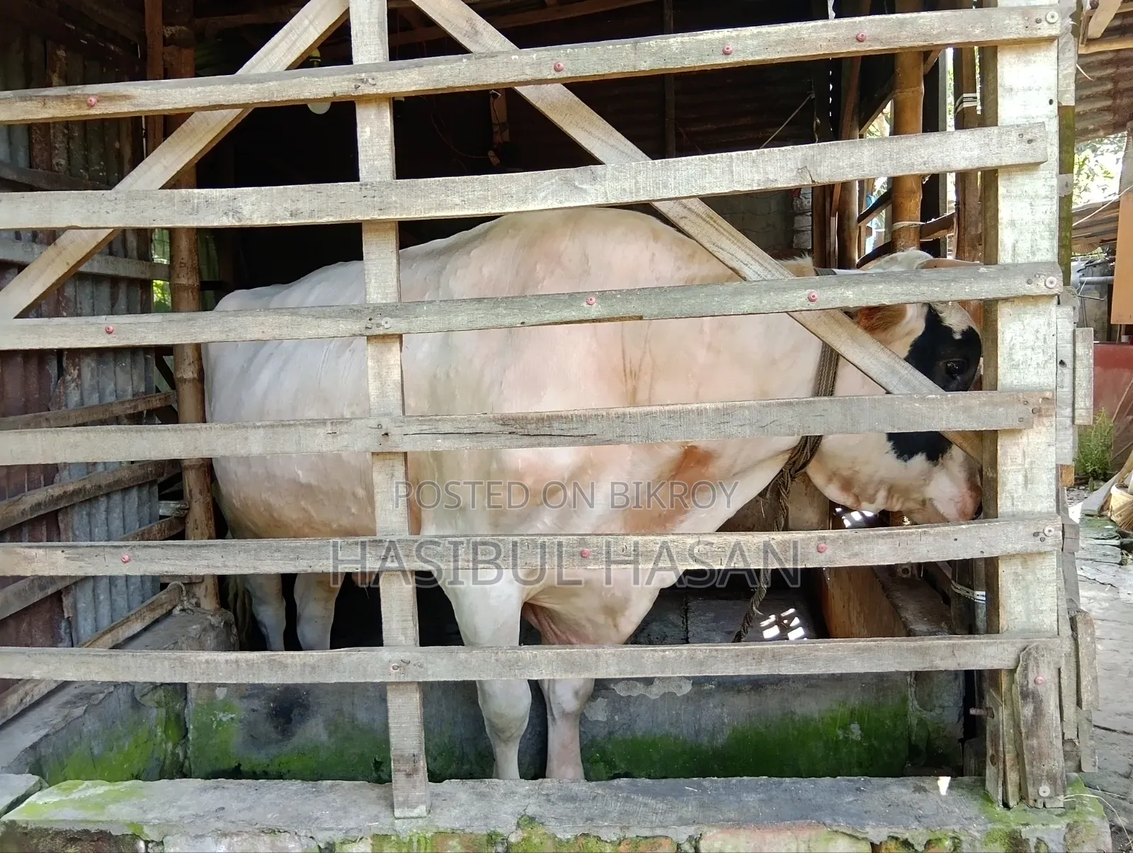 ফ্রীজিয়ান ষাড় গরু