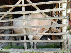 ফ্রীজিয়ান ষাড় গরু